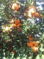 /album/fotogalerie-mahmutlar/orangen-jpg/